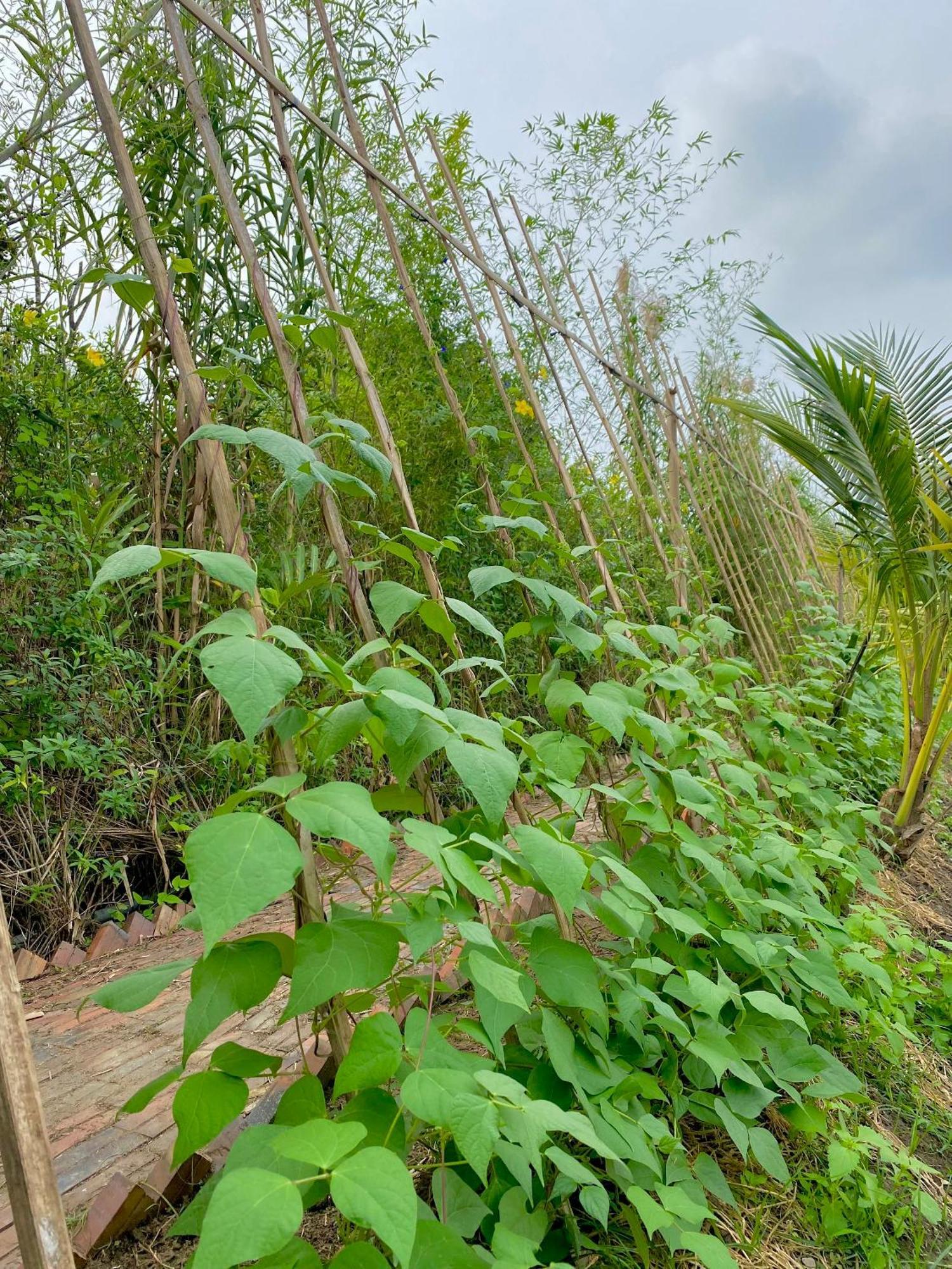 Mekong Silt Ecolodge Кантхо Экстерьер фото